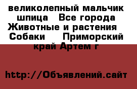 великолепный мальчик шпица - Все города Животные и растения » Собаки   . Приморский край,Артем г.